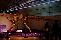 Equijubus normani skeleton.jpg