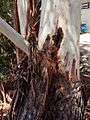 Eucalyptus brookeriana - trunk base bark