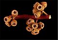 Eucalyptus horistes fruit