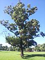 Eucalyptus robusta robson2