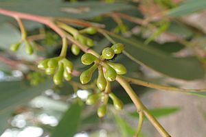 Eucalyptus youmanii buds