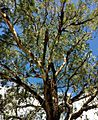 Eucalyptys smithii - upper branch bark
