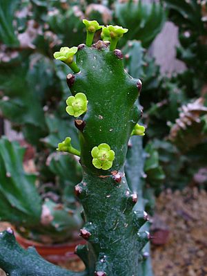 Euphorbia mayurnathanii 001