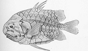 FMIB 51542 Pine-cone fish, Monocentris japonicus (Houttnyn) Waka, Japan