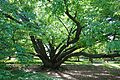 Fagus engleriana - Morris Arboretum - DSC00475
