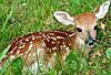 Fawn-in-grass