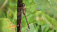 Female Blue-spotted Hawker (16863707628)