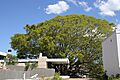 Ficus virens Fernleigh