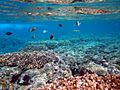 Fish and coral in Tumon Bay Marine Preserve, Guam