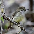 Galapagos flycatcher (33936548318)