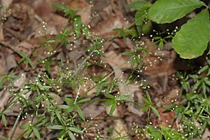 Galium trifidum 4.JPG