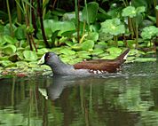 Gallinula melanops Polla sabanera Spot-flanked Gallinule (8771909839)