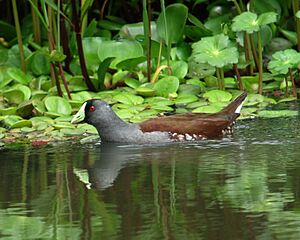 Gallinula melanops Polla sabanera Spot-flanked Gallinule (8771909839)