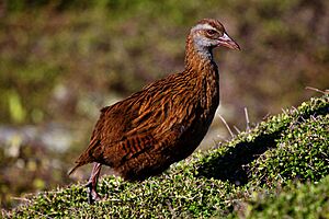 Gallirallus australis2