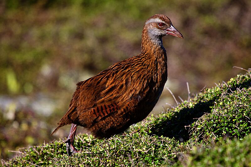 Gallirallus australis2