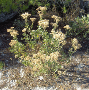 Garberia-heterophylla.gif