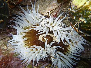Giant Shore Anemone (Oulactis magna) in Matapouri.jpg