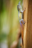 Graham's anole on post