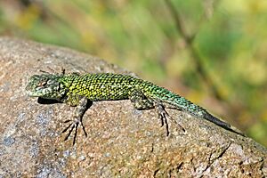 Green Spiny Lizard (Sceloporus malachiticus) JCB