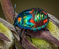 Harlequin bug instar (Explored) (8600292294)