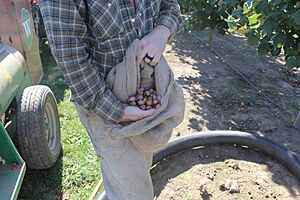 Hazelnuts Oregon State