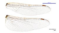 Hemicordulia tau male wings (34248917153)
