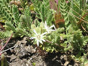 Horkelia marinensis.jpeg