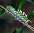 Hornworm with parasitic wasp coccoons