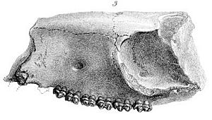 Hyracotherium leporinum