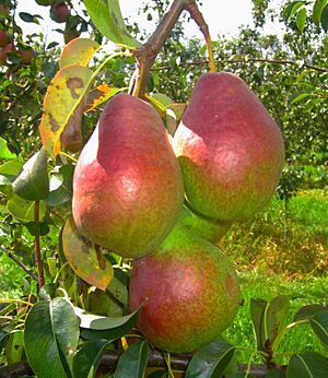 Isolda pear