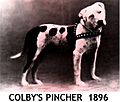 It's said that Colby's Pincher was "The greatest fighting dog that ever lived"