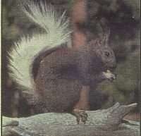Kaibab-squirrel