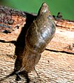 Kanab Ambersnail