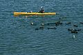 Kayak and sea otters