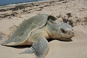 Kemp's Ridley sea turtle nesting