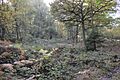 King's Wood, Heath and Reach 10