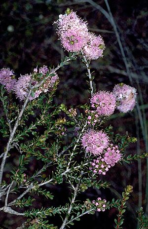 Kunzea micrantha.jpg