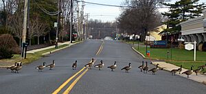 LS geese