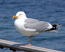 Larus argentatus ad