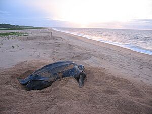 Leatherback Turtle near Galibi