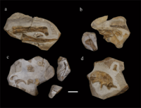 Lingyuanosaurus holotype.png