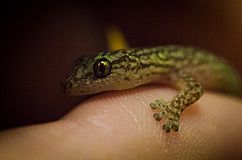 Marbled Gecko (Christinus marmoratus) - head close up