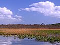 Mattawoman tidal with two egrets in flight 27-259
