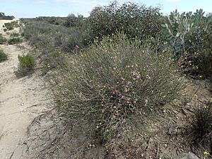 Melaleuca pulchella habit