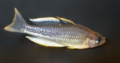 Melanotaenia pygmaea male