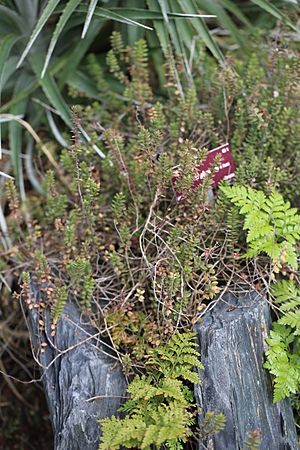 Micromeria Glomerata at CBNB (22)