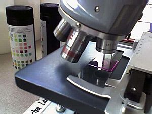 Microscope with stained slide