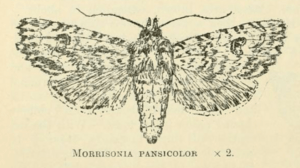 Morrisonia pansicolor by W. G. Howes