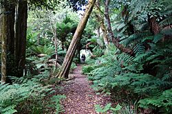 Mount Gulaga Rainforest Track