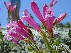 Mountain Pride, Penstemon newberryi, YOSEMITE